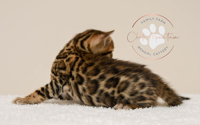 Bengal kitten for sale